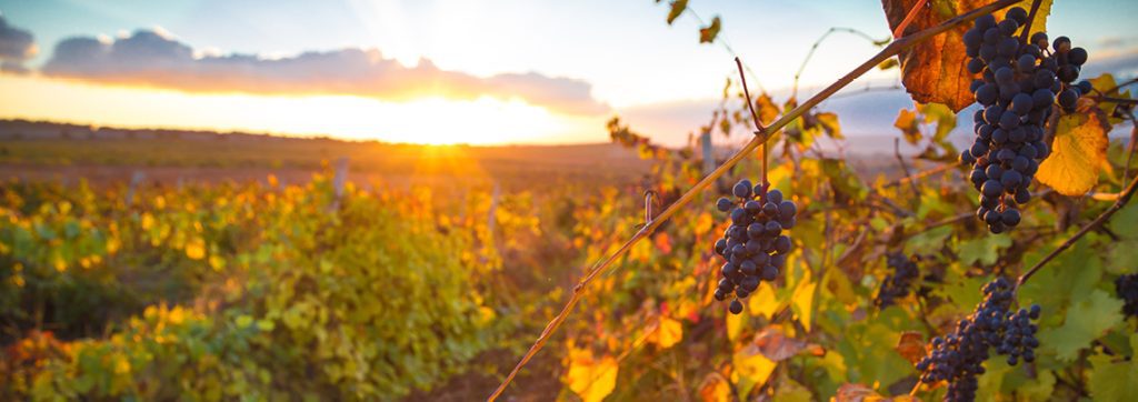 1dd332358d789a539eee631b87481abc6068f872 grape vines rgb banner 1140x403px5