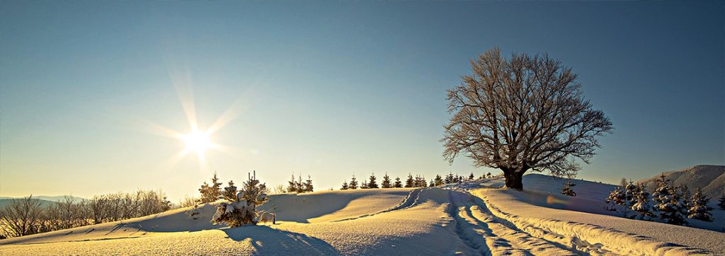 3c77800e68c430a92102b2c189563d17b64b746d 2306 winter snow trees 1140x403px rgb