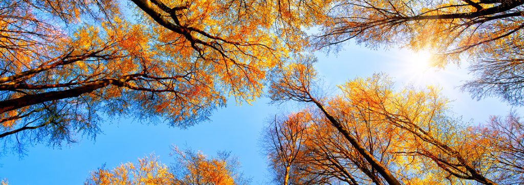 35b2b4c0f8a94ffab7658e7b1035b22fa1ceef10 2303 autumn trees 1140x403px rgb
