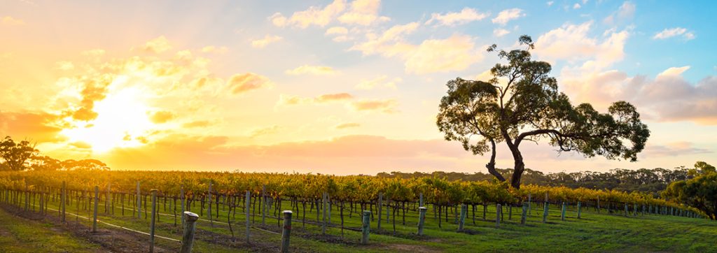49ff9fb578ef9e7cd02840f22a0725b26e12326a 2403 Vineyard 1140x403px RGB 1 1024x362