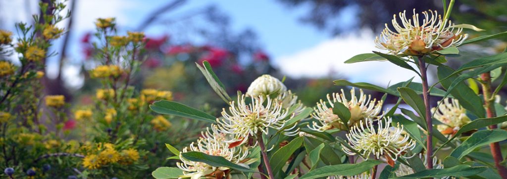 9adfc27f926f58ccefceeb887ab57636acf06ca1 2309 Native Flowers 1140x403px RGB 1024x362