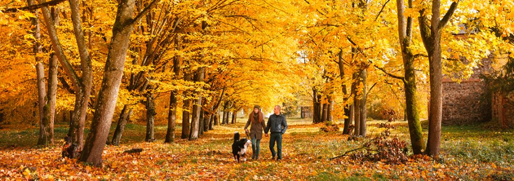 8bb3cb755bcde4ea2e6ee8326f38daa4f3785e50 2603 autumn trees 1140x403px rgb